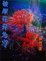 彼岸花开为谁